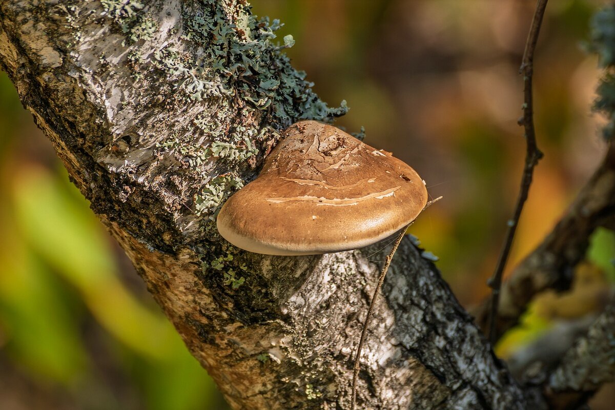 Граб трутовик - Игорь Сикорский