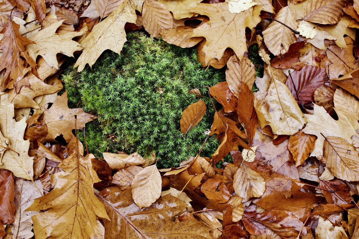 мховая подушечка. - Lucy Schneider 