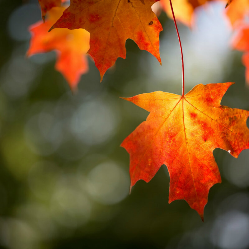 Осеннее... - Татьяна Львова