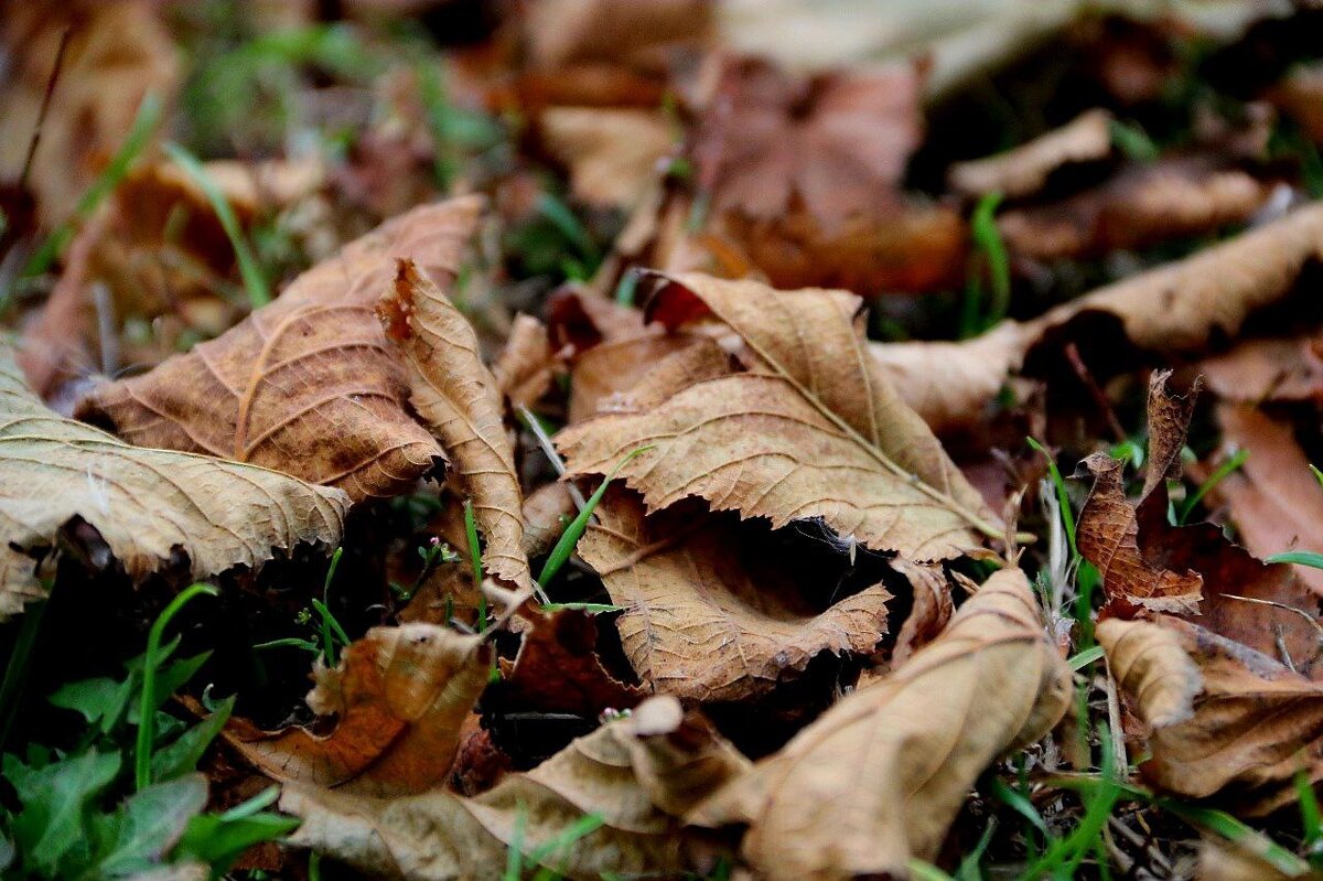 Листва. - Екатерина Леш