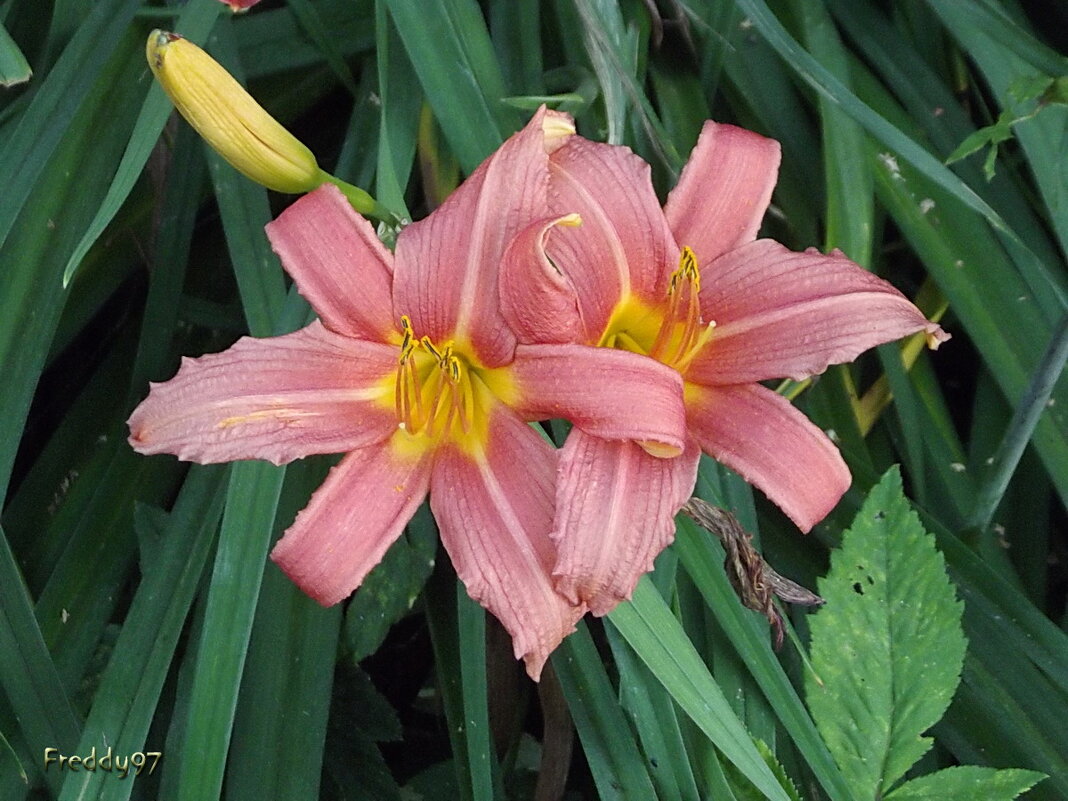 Лилейники - Freddy 97