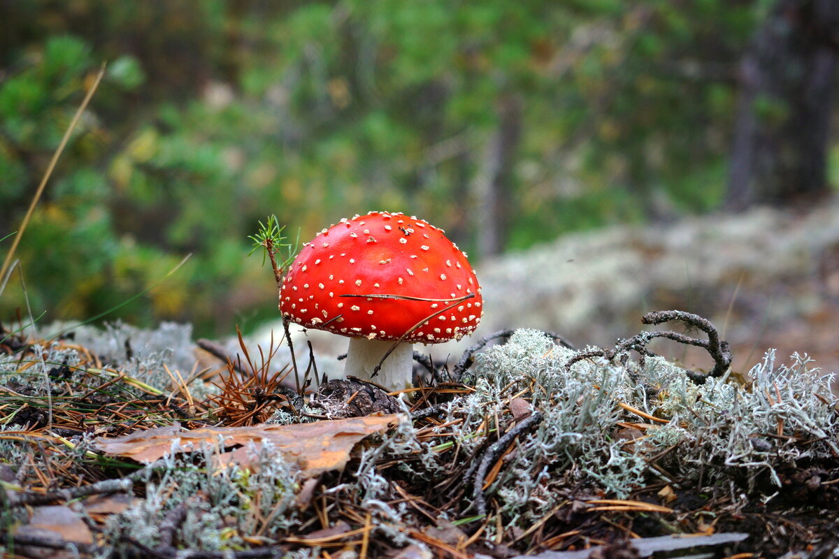 Ядовитый  красавчик - Нэлли Обертынская
