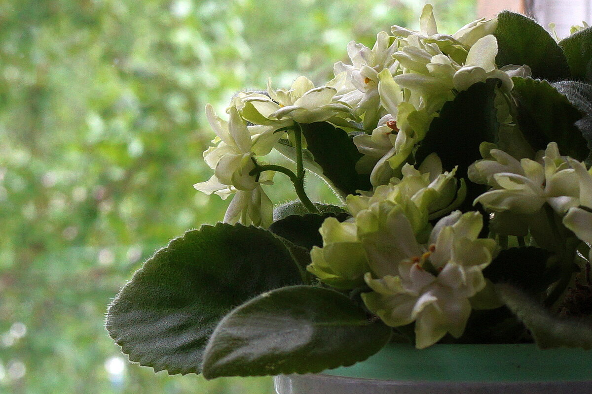 Сенполия - Нэлли Обертынская Сенполия - Нэлли Обертынская