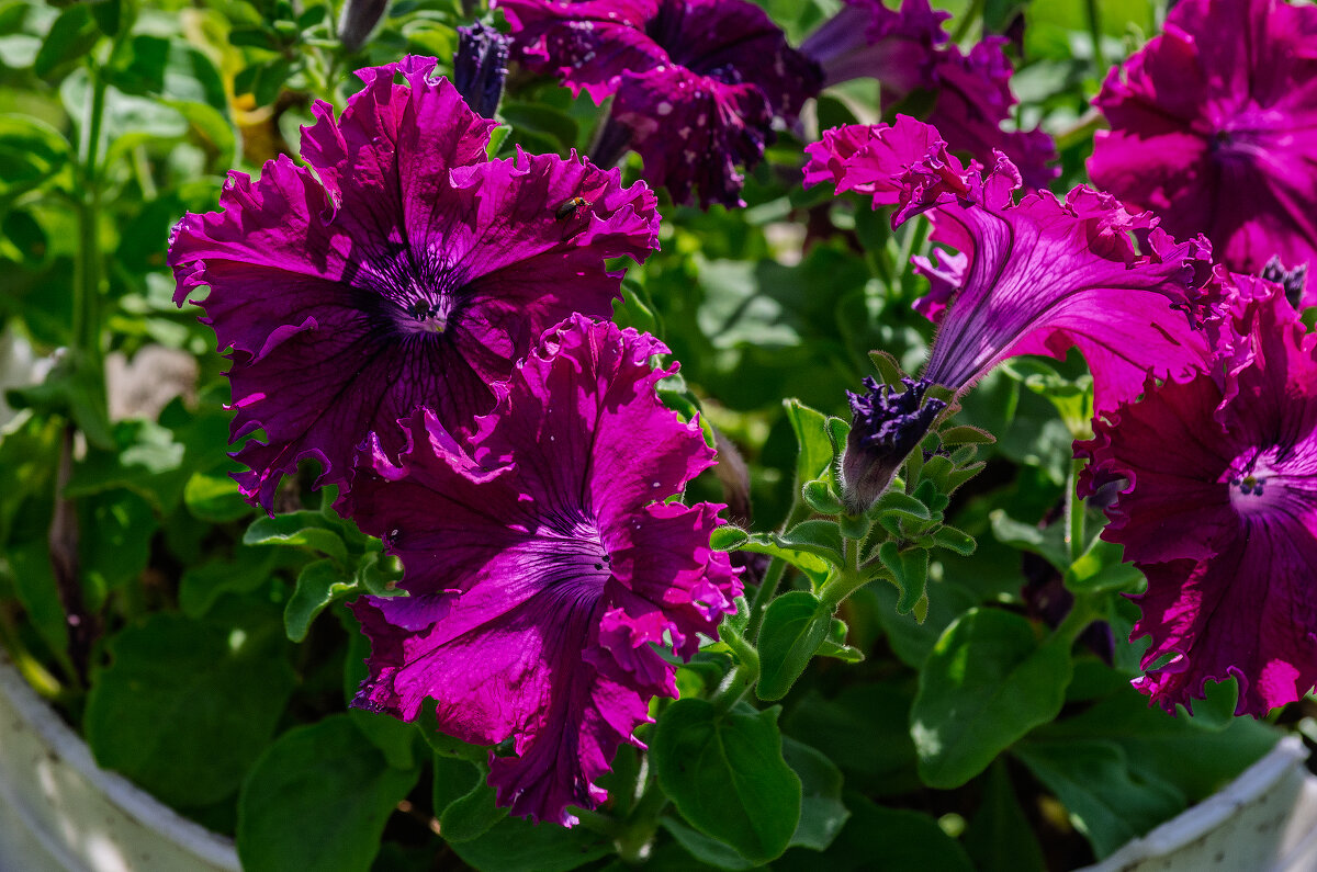 *** - Виктор Иванович Чернюк