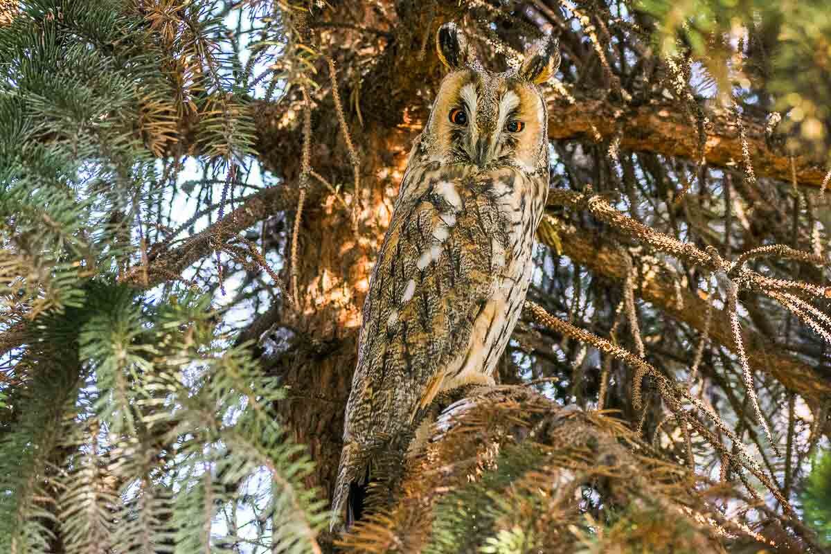 Сова ушастая. - Nik Lovec