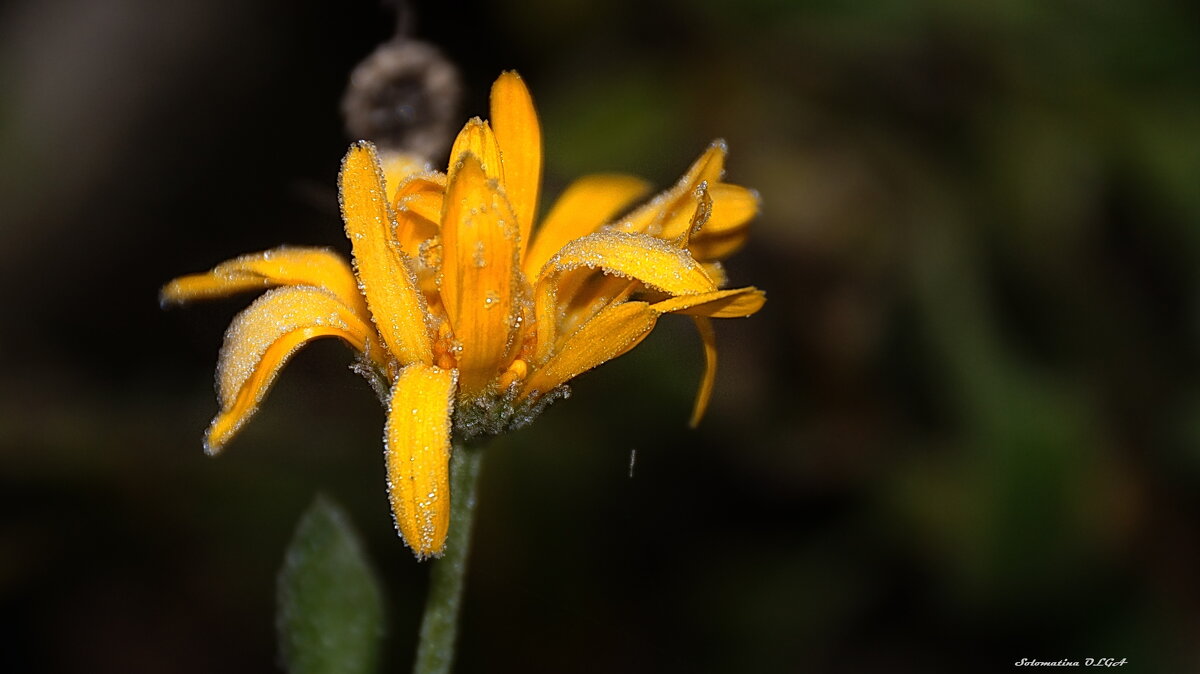 ноготок..... - Ольга Cоломатина