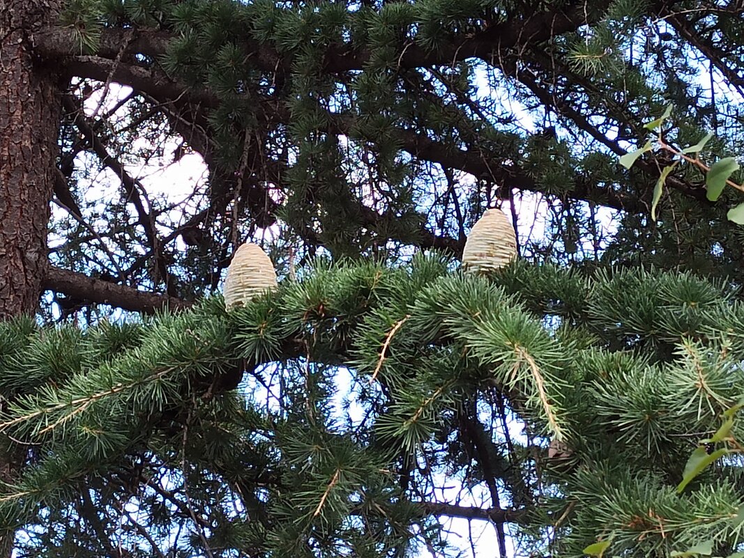 Крымская сосна - Галина 