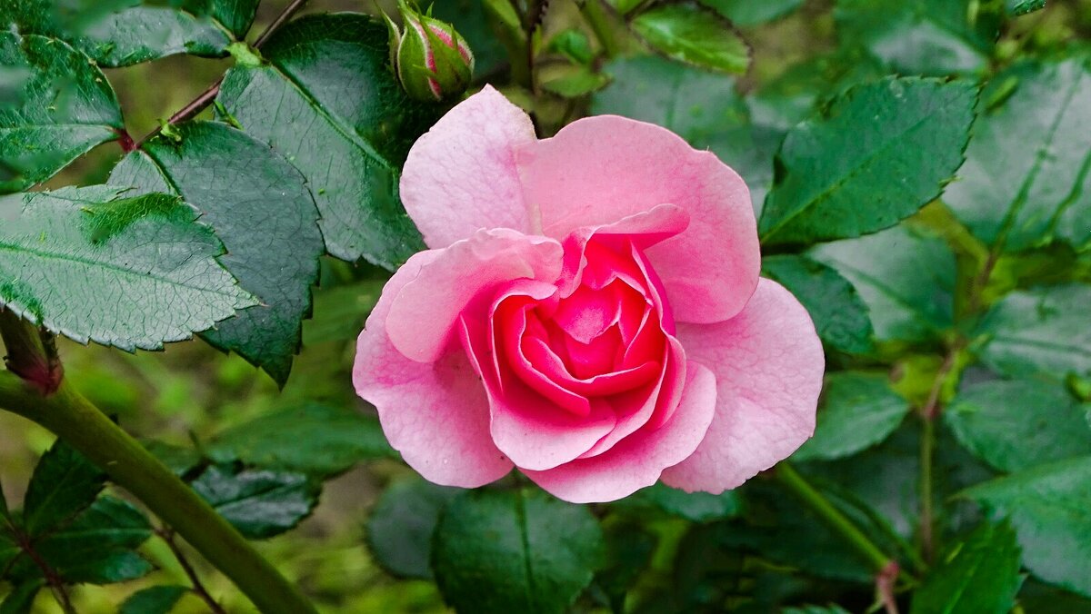 О цветах минувшего лета. - Милешкин Владимир Алексеевич 