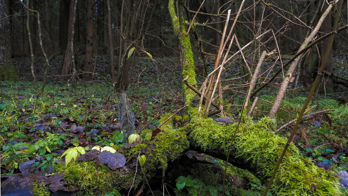 ***** - юрий поляков
