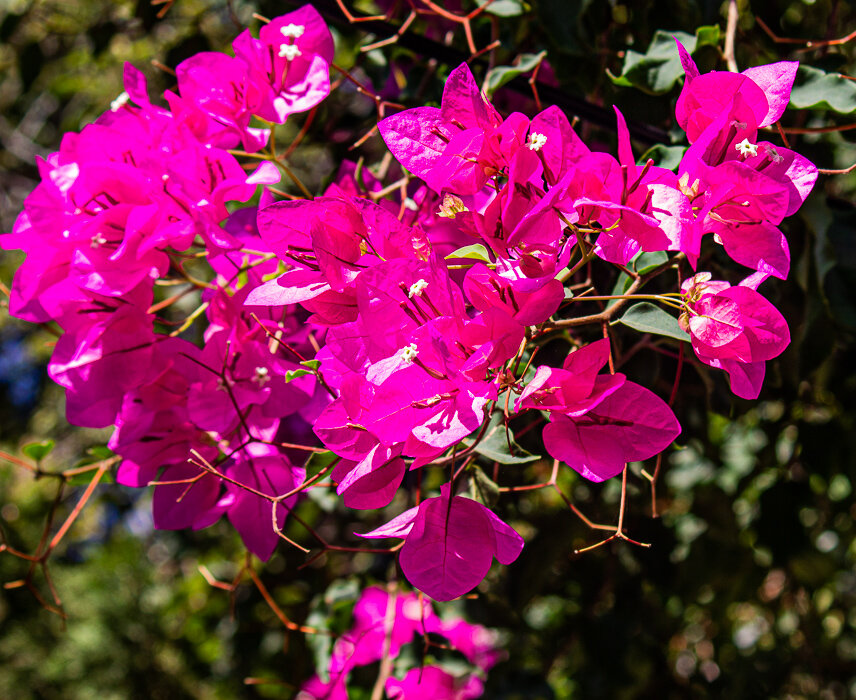 Бугенвиллия розовая - Светлана SvetNika17