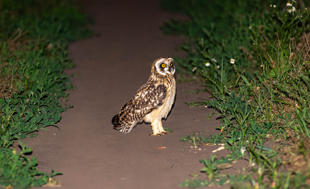 Встреча - Владимир Иванович