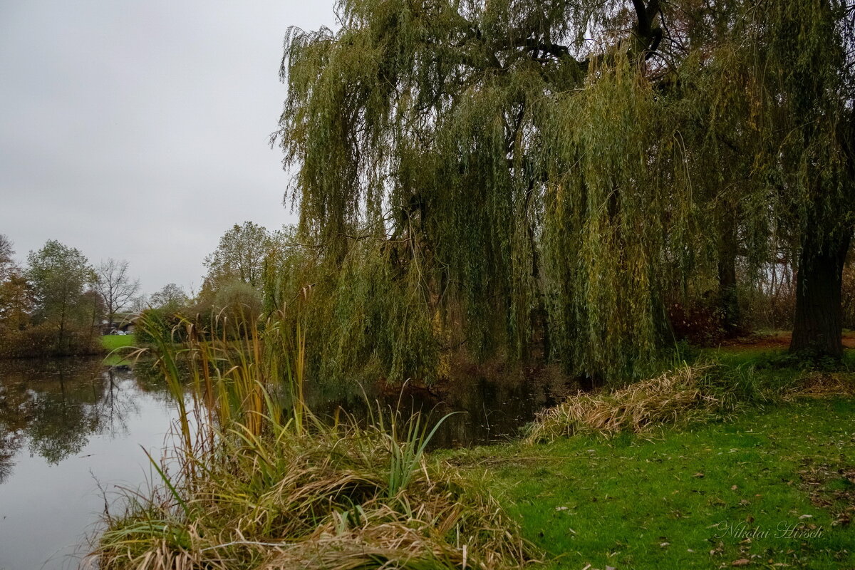 У ивы... - Николай Гирш