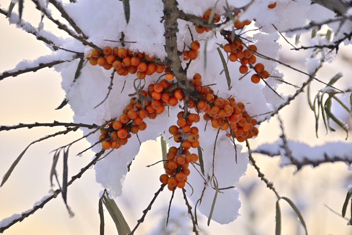 После обильного снегопада. - Владимир Мигонькин