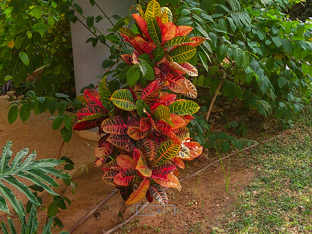 Кротон. - Argaman Табашник