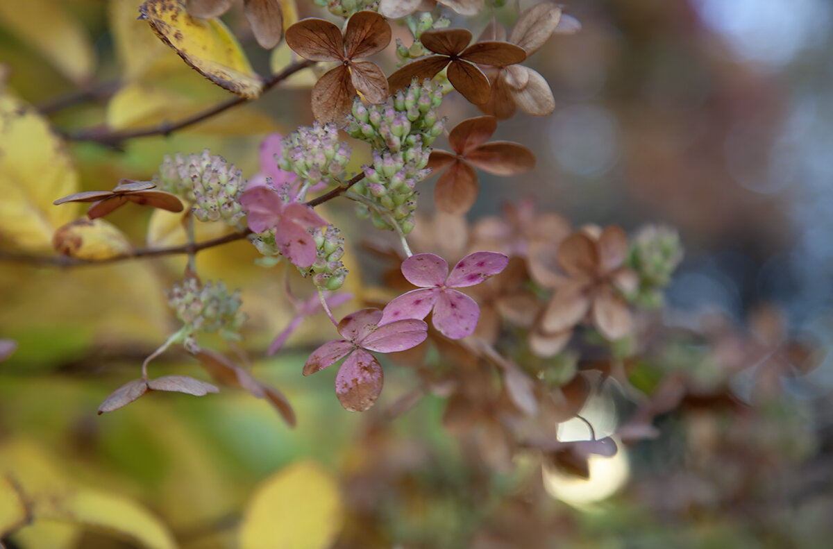 Серия " Осенние акварели". - Лилия *