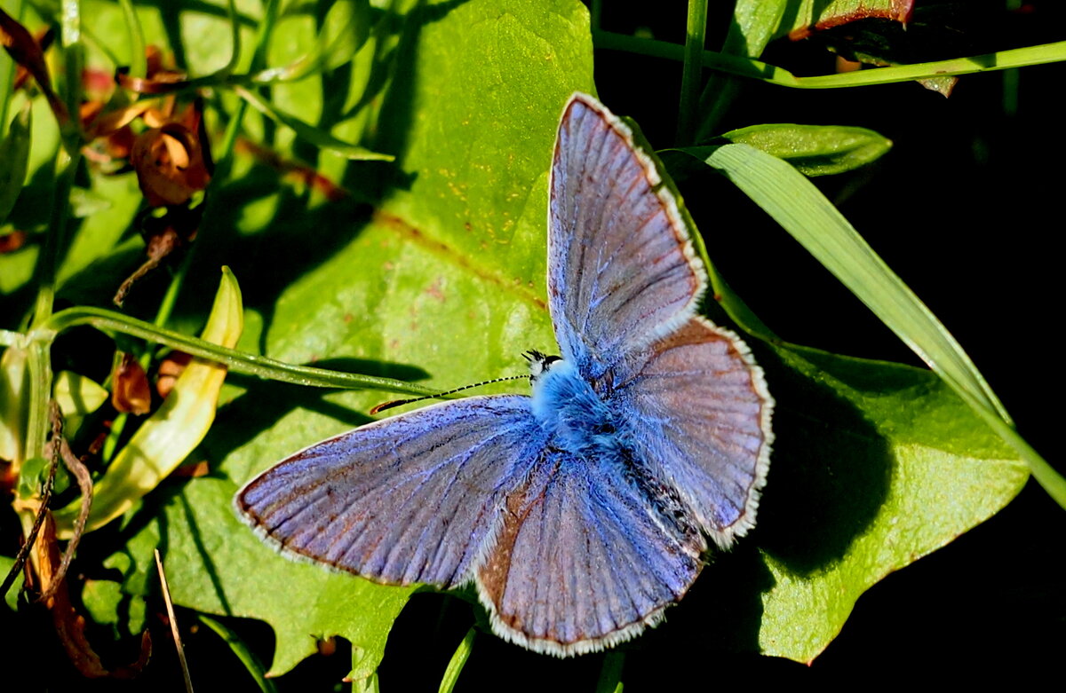опять про бабочек...28 - Александр Прокудин опять про бабочек...28 - Александр Прокудин