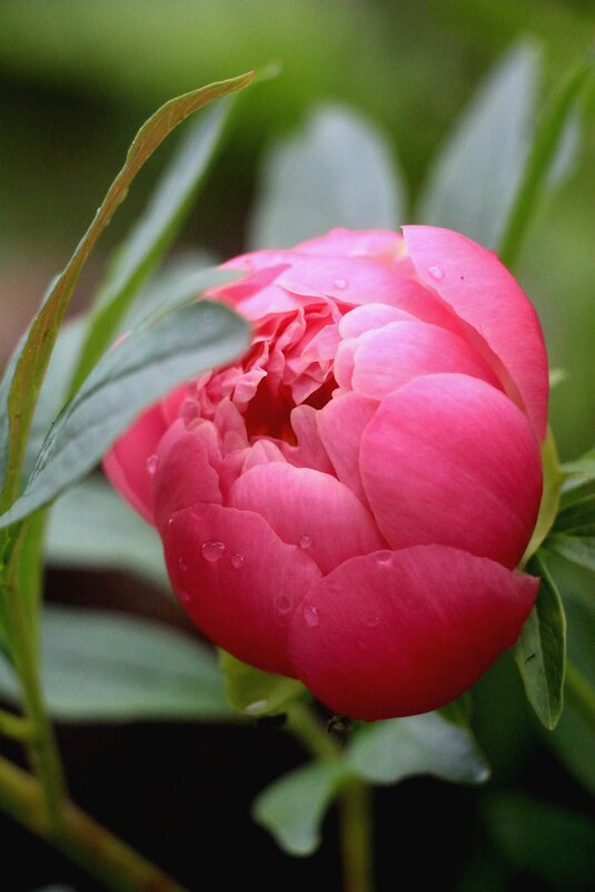 Цветочное настроение - Наталья Герасимова