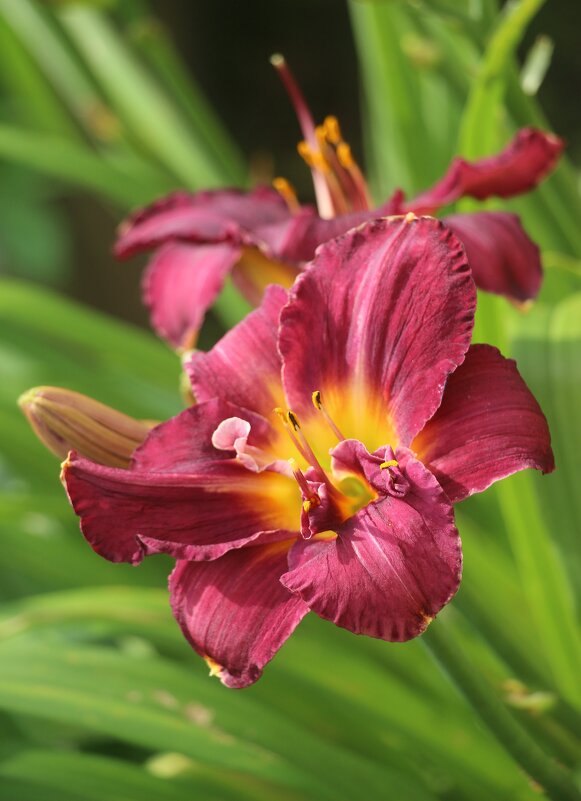 Цветочное настроение - Наталья Герасимова Цветочное настроение - Наталья Герасимова