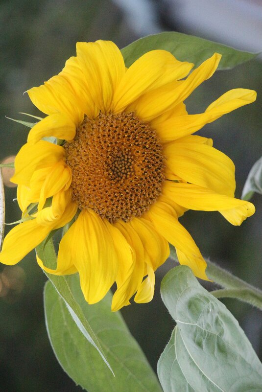 Цветочное настроение - Наталья Герасимова