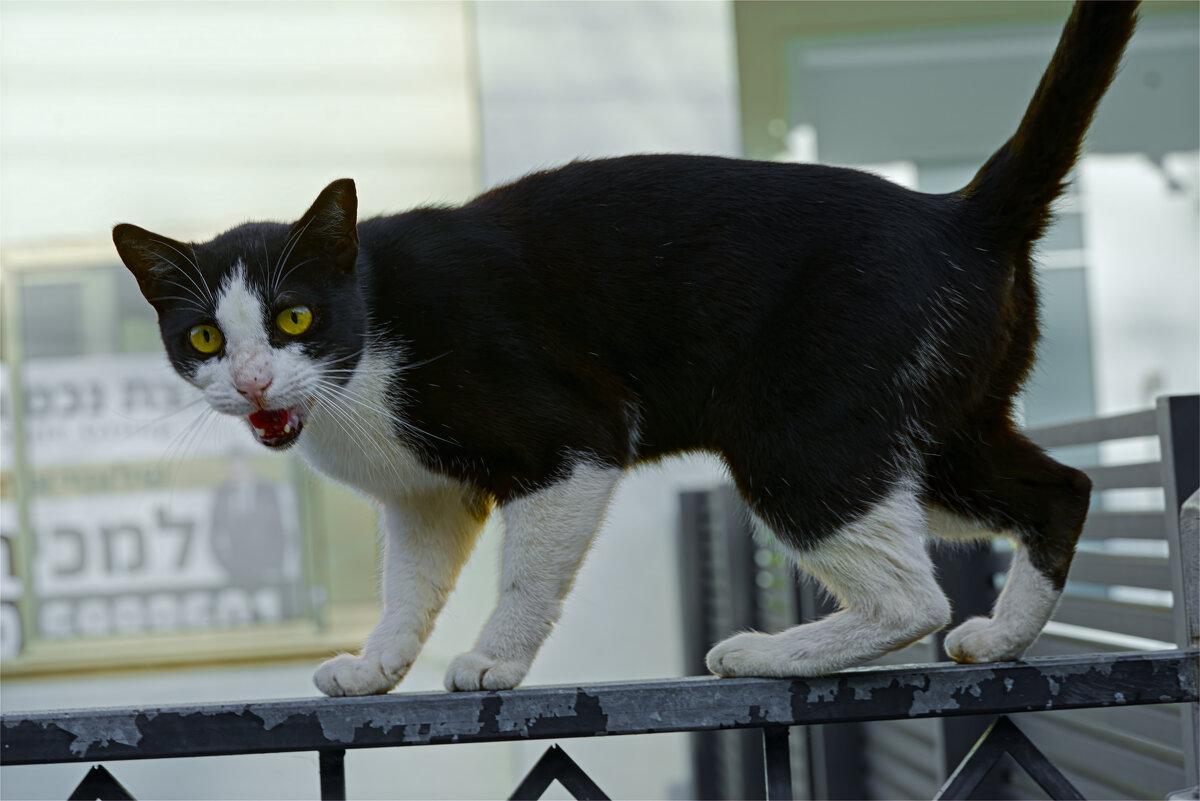 Хайфа 2025г Я ВСТРЕТИЛ КОШЕЧКУ - ujgcvbif 