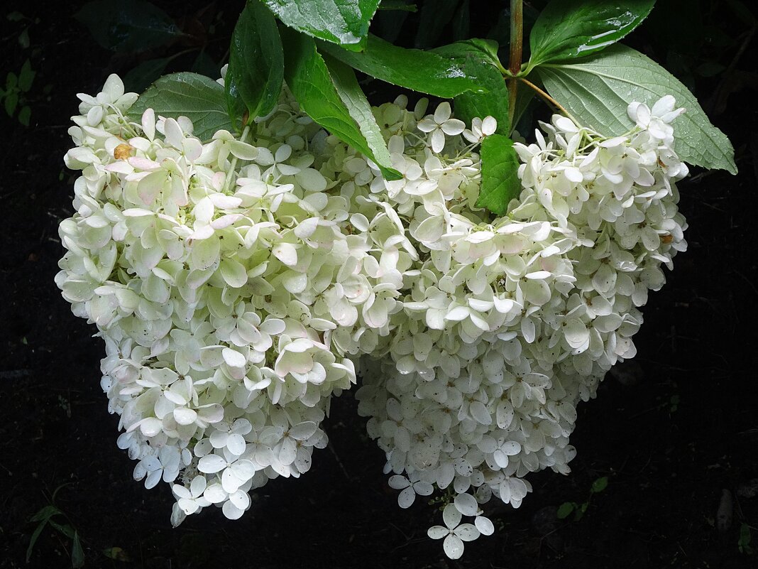 Белоснежные грозди гортензии - Лидия Бусурина Белоснежные грозди гортензии - Лидия Бусурина