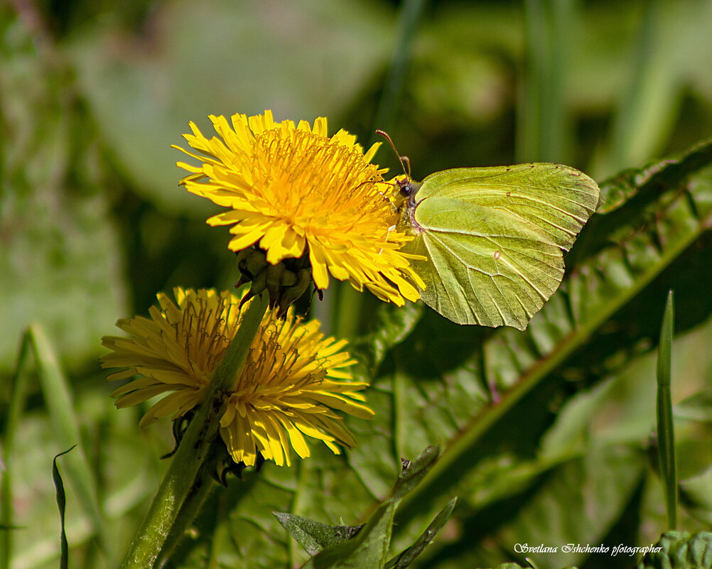 Бабочка - лимонница - Светлана Ищенко