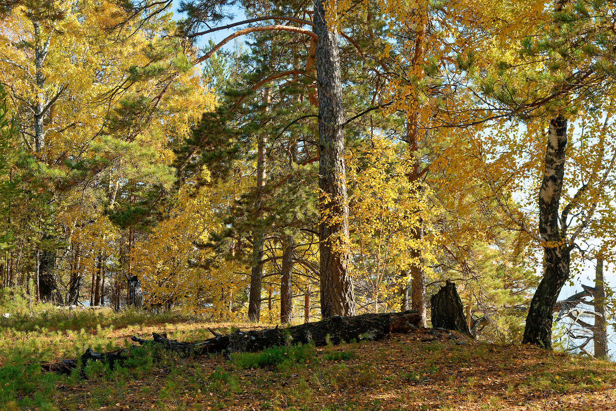 Осень в Караканском бору - Дмитрий Конев Осень в Караканском бору - Дмитрий Конев
