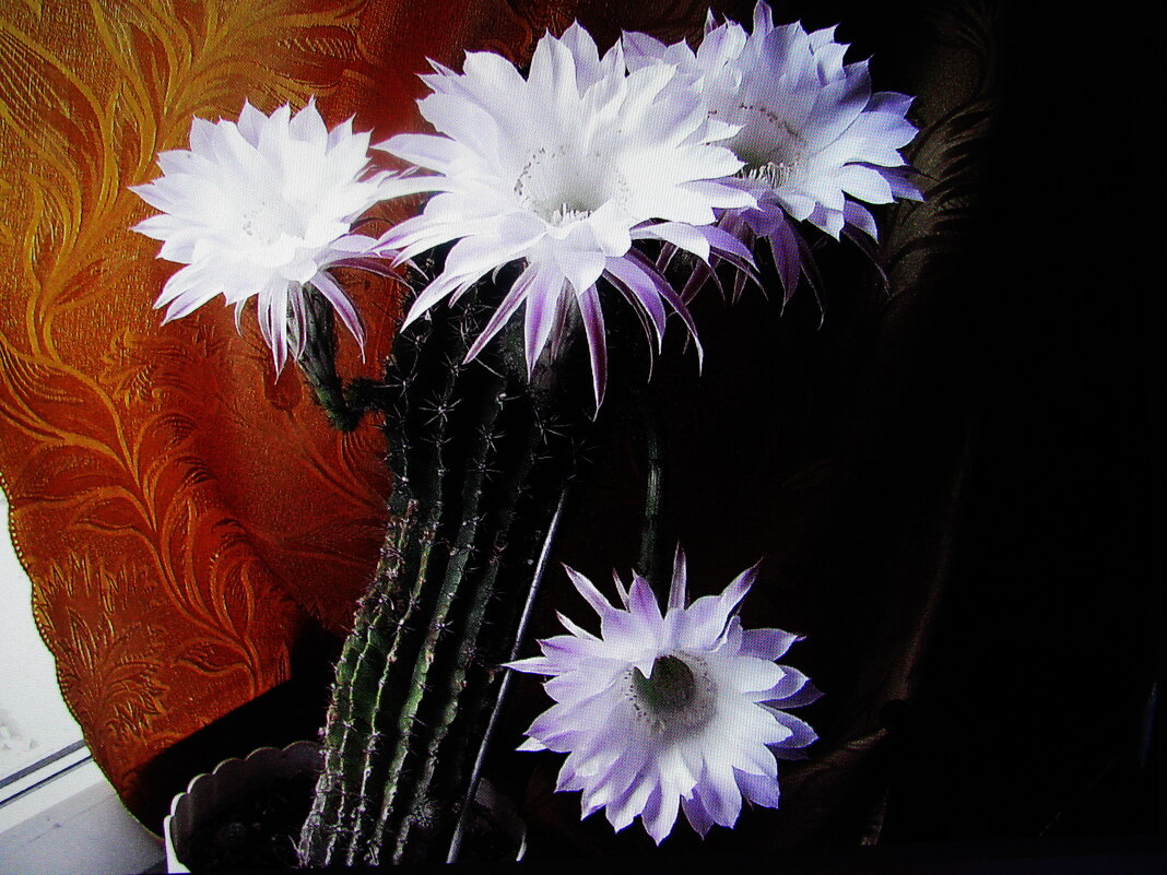 Кактус в ноябре зацвёл - Людмила Смородинская