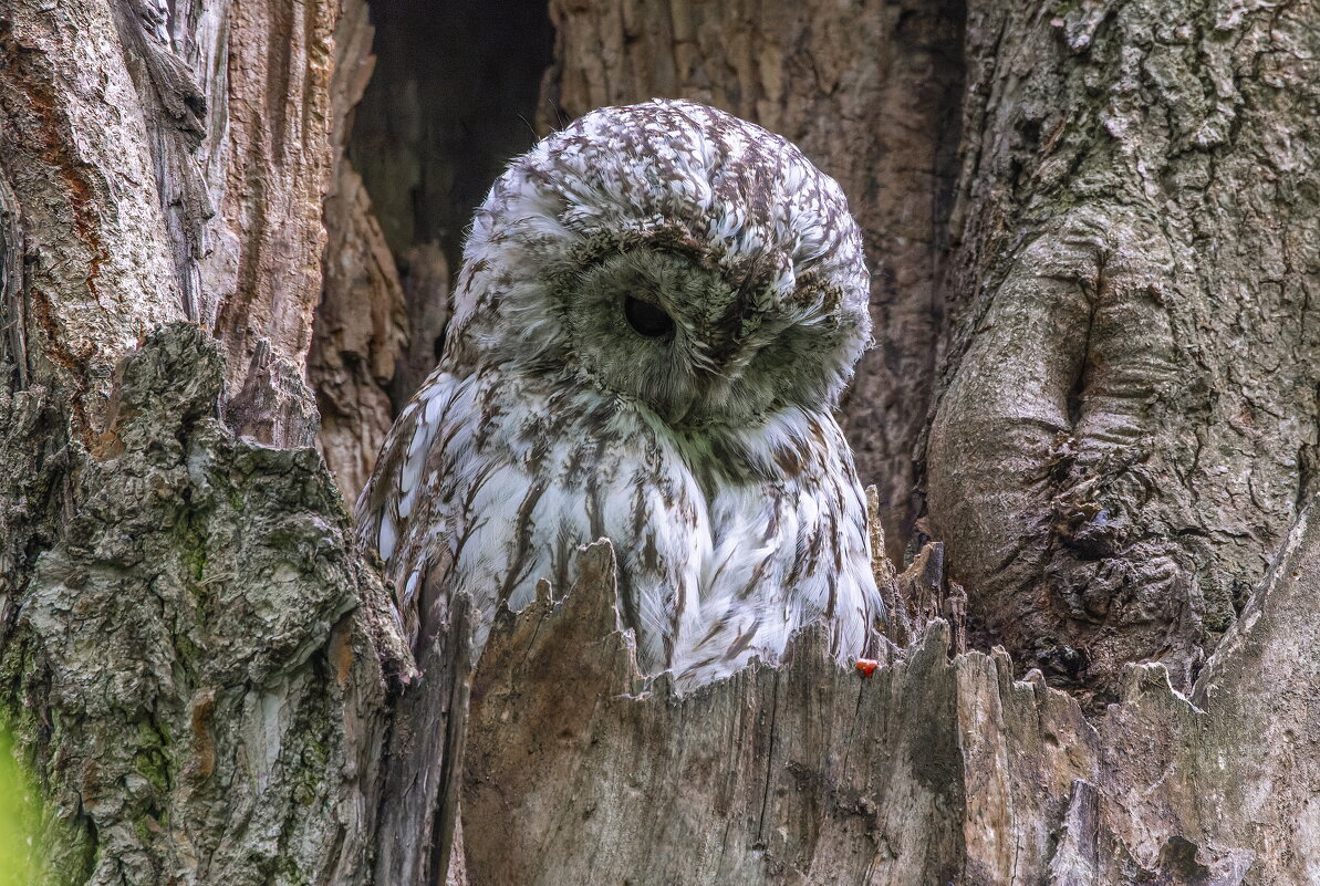 серая неясыть.молодая. - юрий макаров