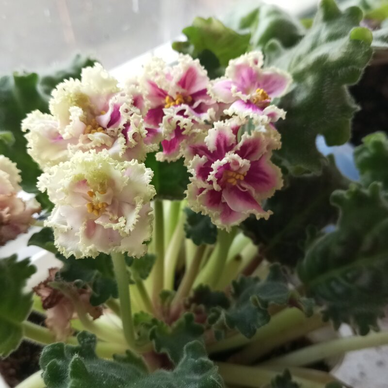 Фиалки - Елена Семигина