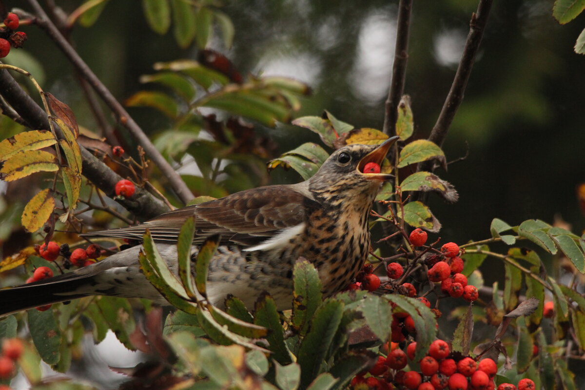 дрозд рябинник на рябине - Сергей Лычагин