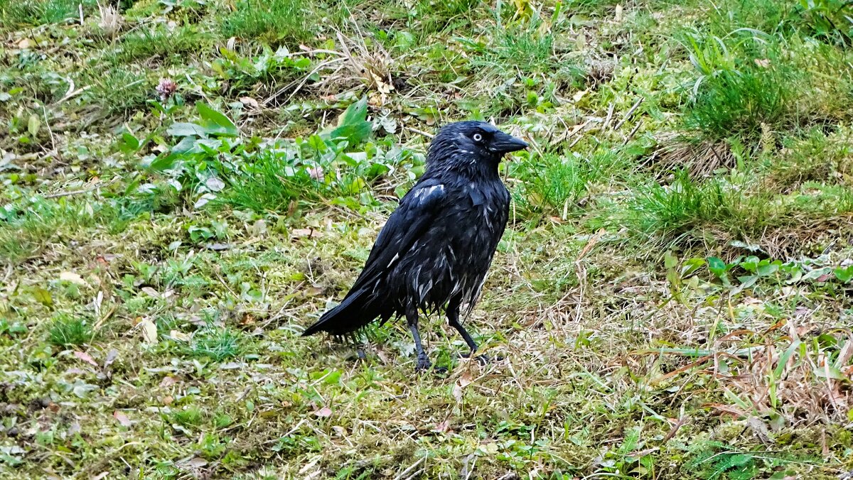 Галка после купания (температура воздуха +5°). - Милешкин Владимир Алексеевич 