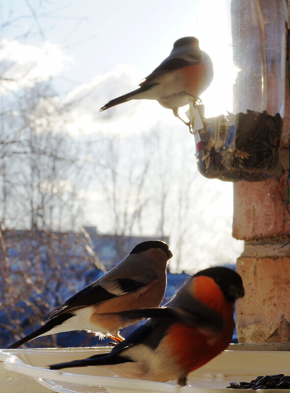 Птичья  столовая - Нэлли Обертынская