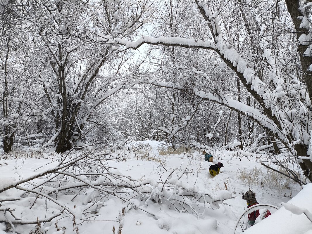 Зима - Anna Ivanova Зима - Anna Ivanova