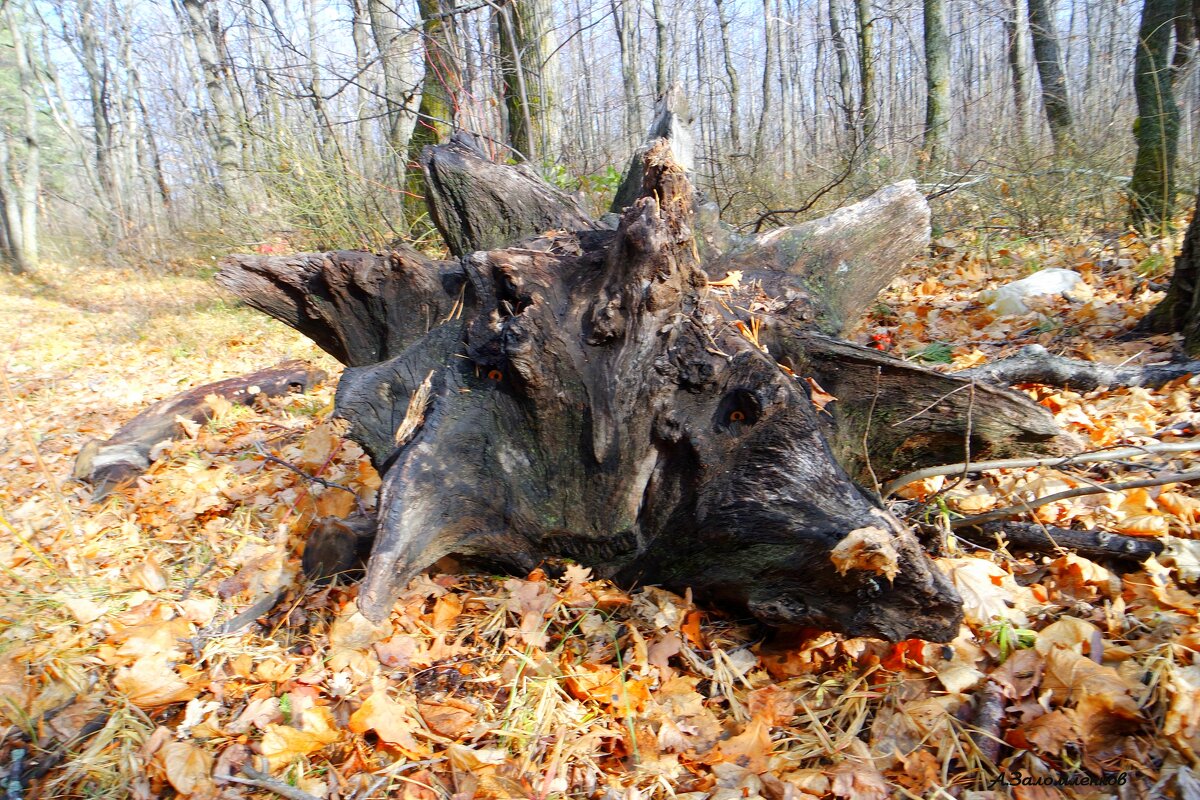 Я ползу себе, ползу...съем грибника - опять ползу...:-) - Андрей Заломленков