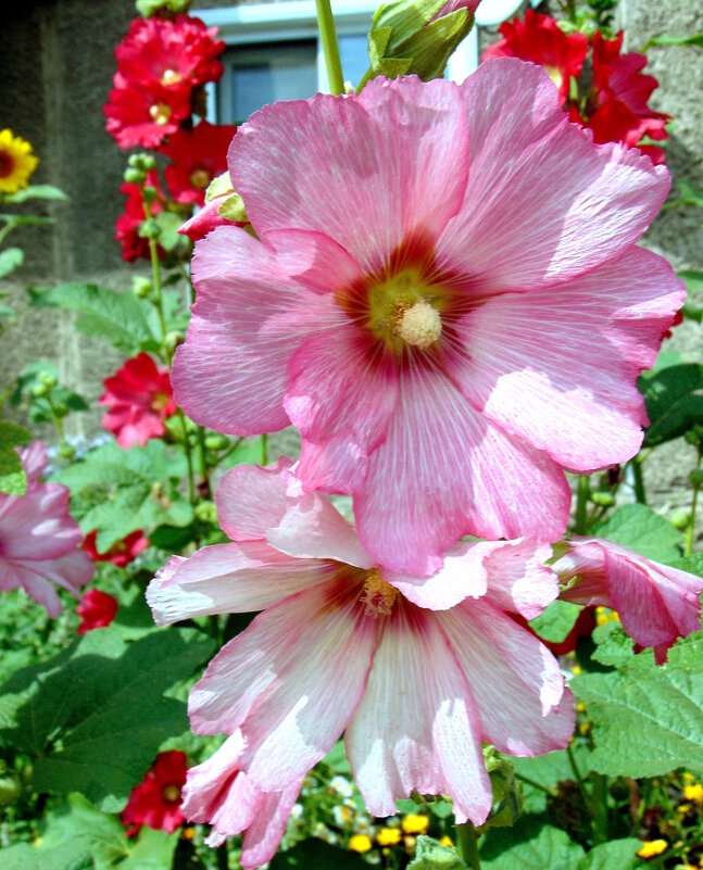 Нежная мальва. - nadyasilyuk Вознюк