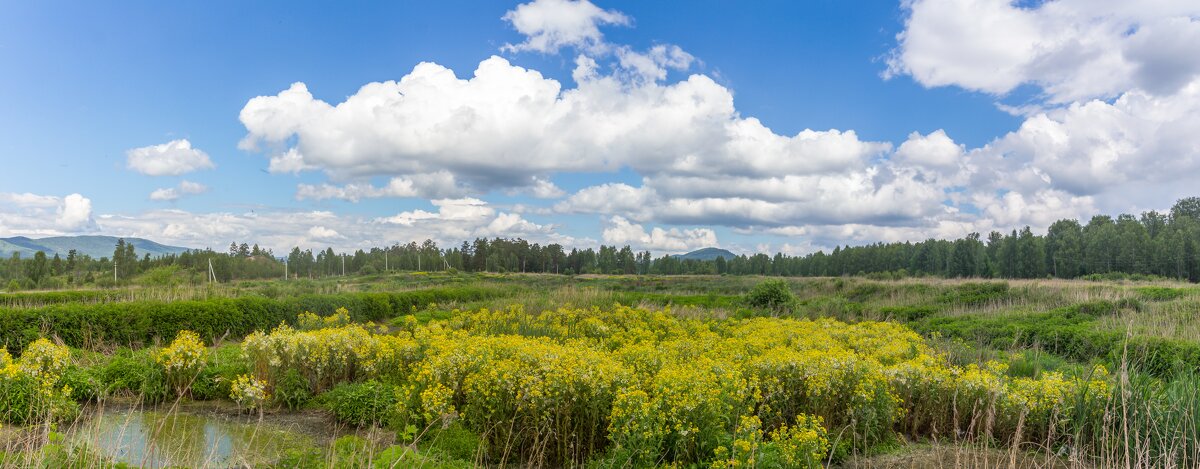 Летний полдень. Поля на очистных. г. Миасс, поселок Селянкино (панорама). - Алексей Трухин Летний полдень. Поля на очистных. г. Миасс, поселок Селянкино (панорама). - Алексей Трухин