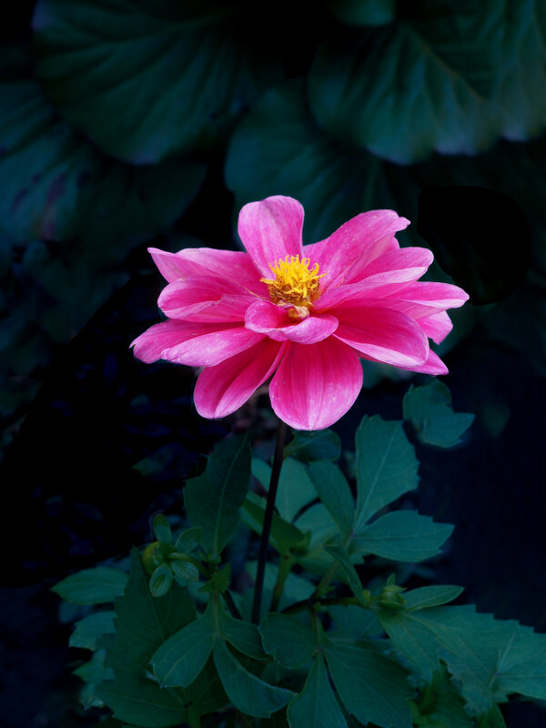 Георгин - Евгений Георгин - Евгений