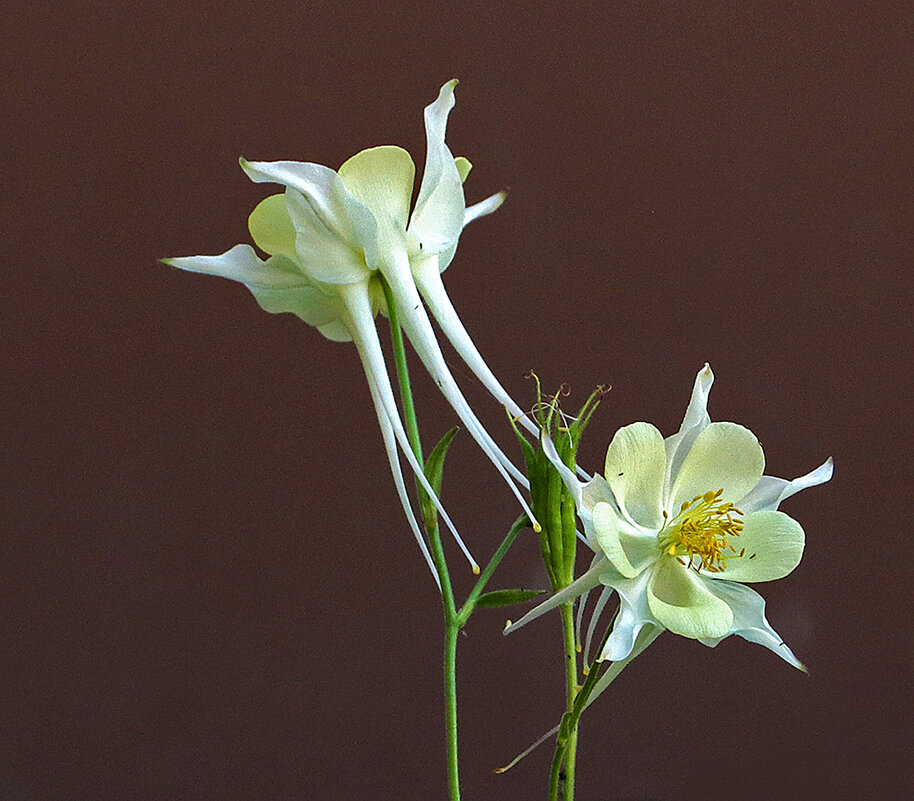 Сладкая парочка - Светлана 