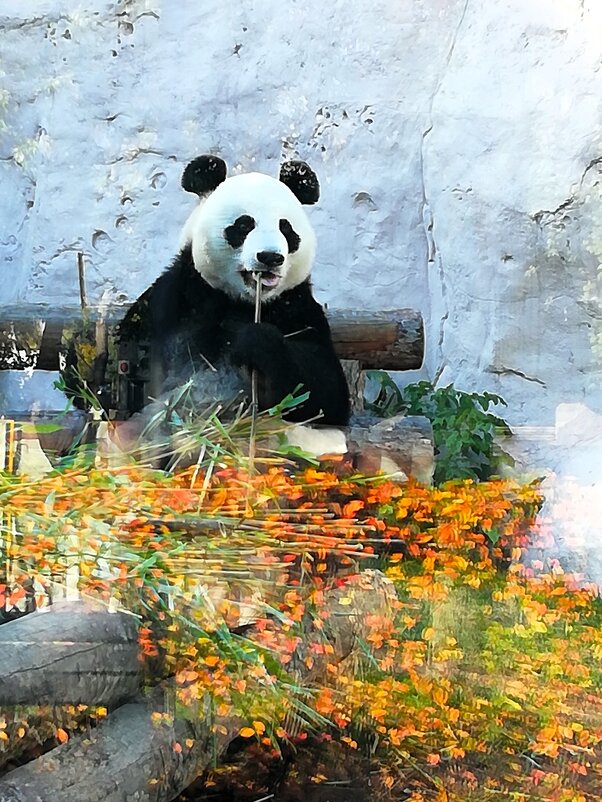 Панда - Наталья 