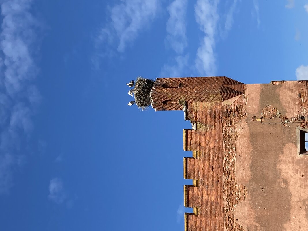 Аисты - Ольга Савельева 