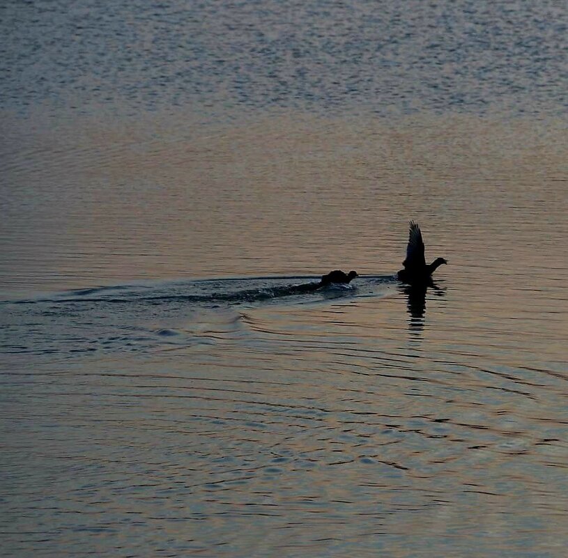 Резвятся) - Екатерина Леш
