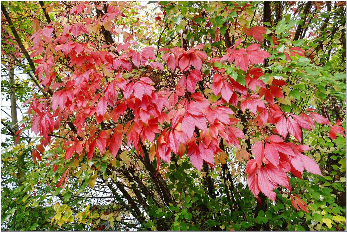 ОСЕННИЙ ЭТЮД... - Elvira E. 