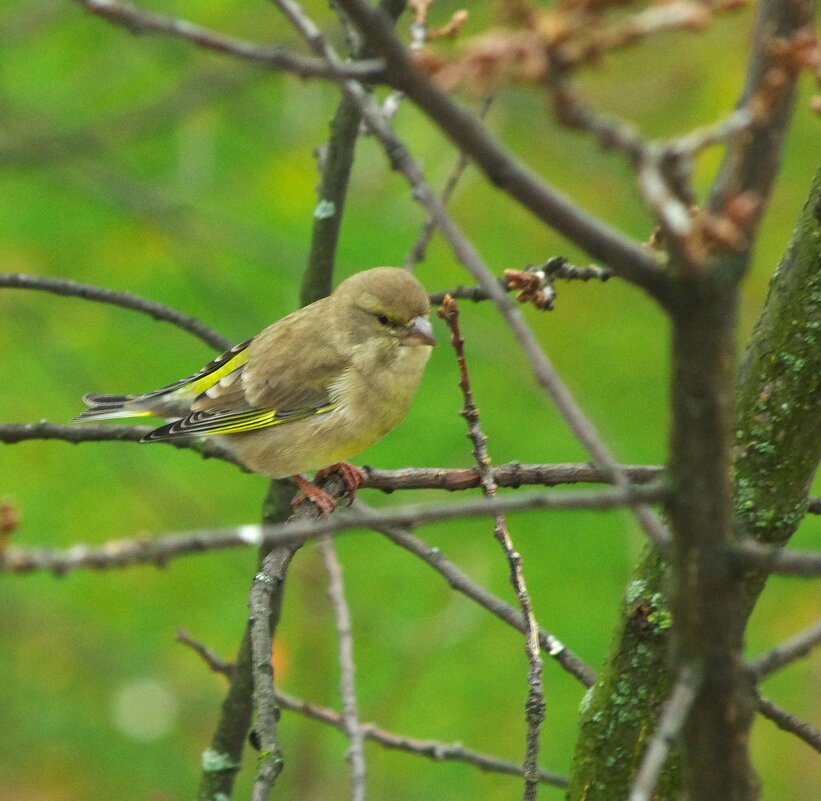 Гостья :) - Юрий Куликов