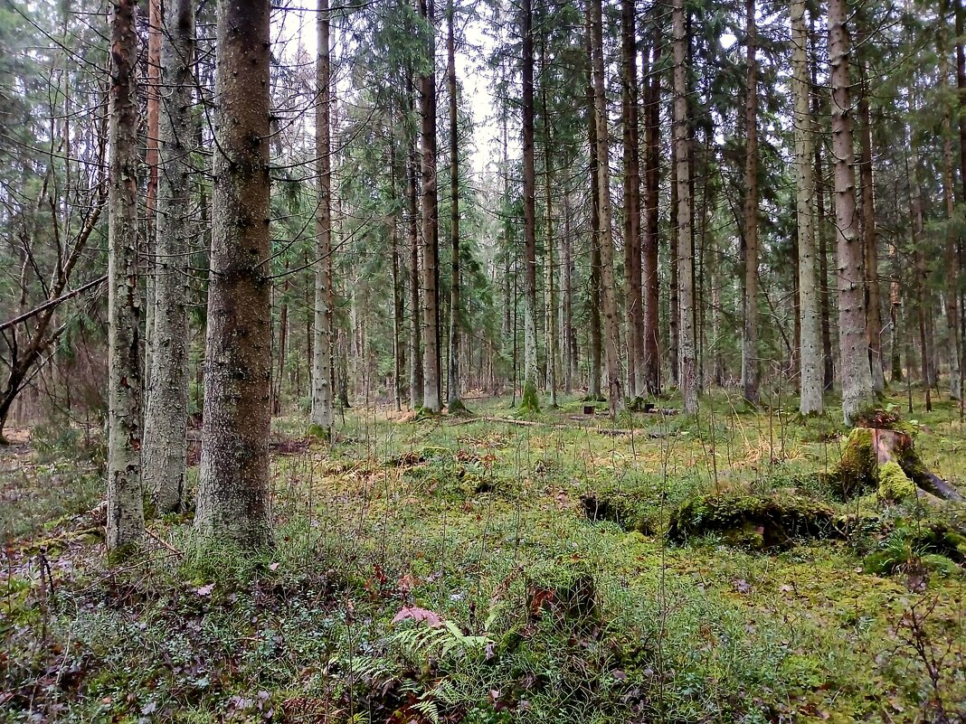 Лес в ноябре. - Лия ☼