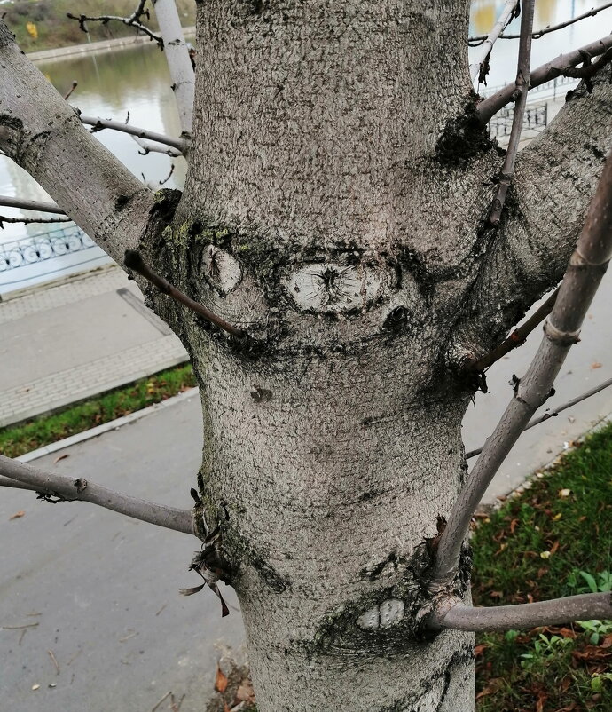 Пчела, при виде оборзевшего Винни-Пуха - Юрий Вовк