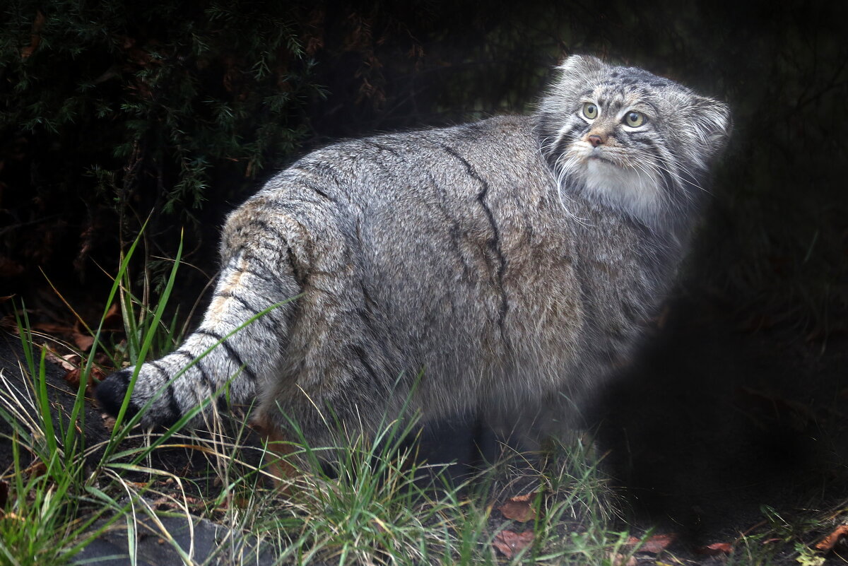 манул - Михаил Бибичков