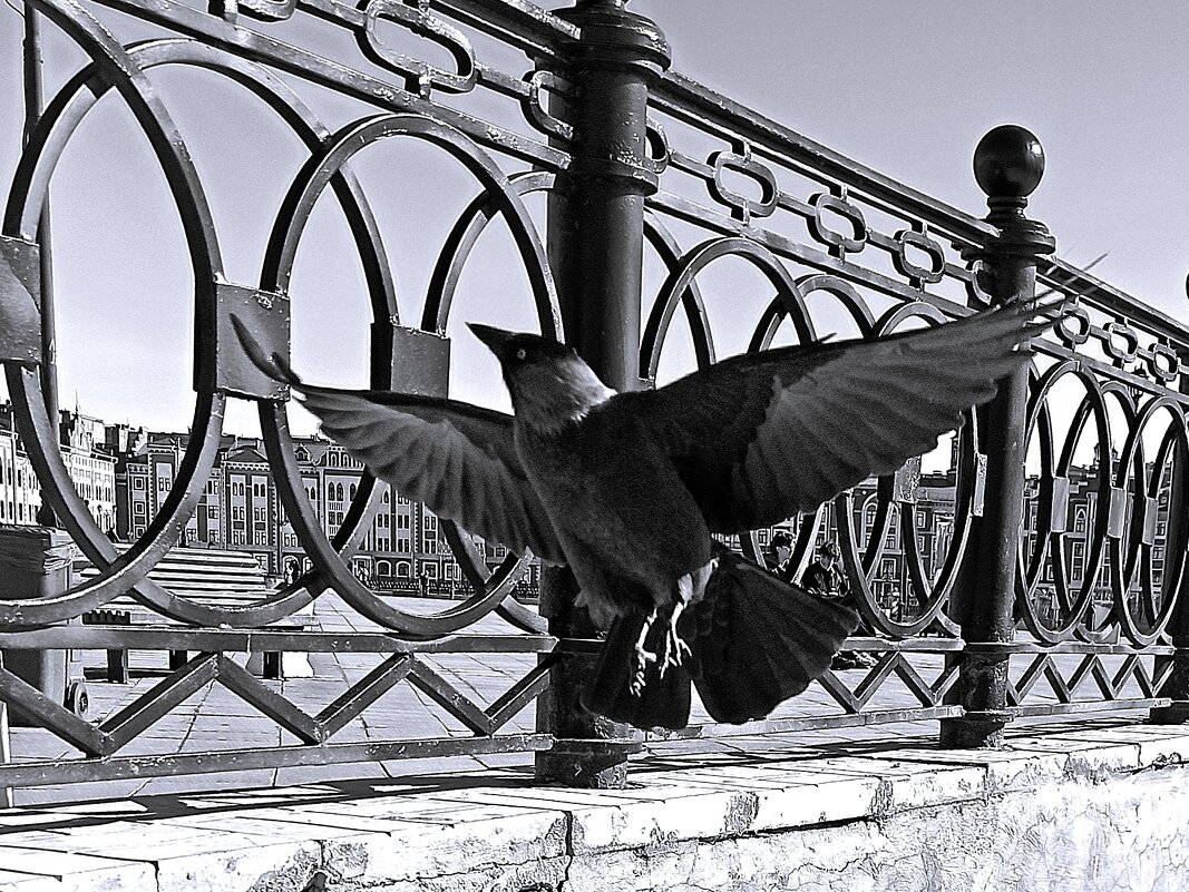 Птичка - svk *