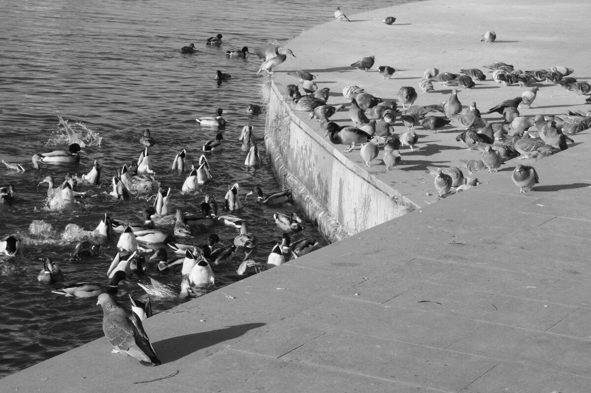 Птичий движ - Сергей Сергеев Птичий движ - Сергей Сергеев
