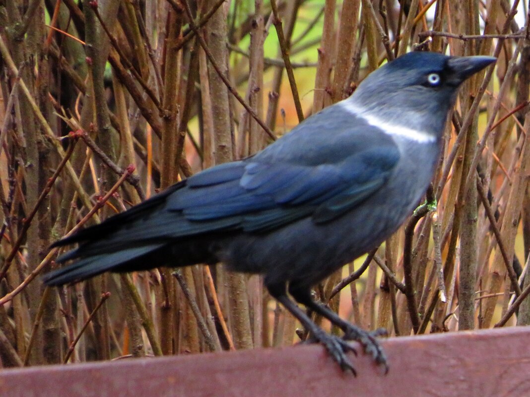 Галка на скамейке - Андрей Снегерёв